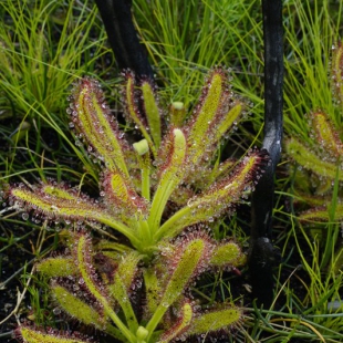 Drosera hilaris